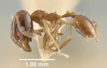 Media type: image;   Entomology 22807 Aspect: habitus lateral view